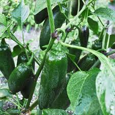 Afbeeldingsresultaat voor jalapeno early hot pepper