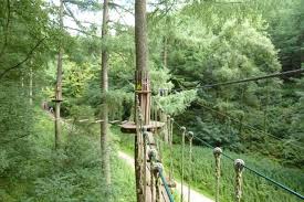 Image result for Go Ape! Dalby