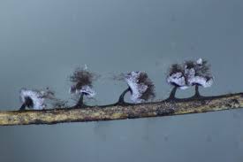 Attēlu rezultāti vaicājumam “Didymium clavus macro”