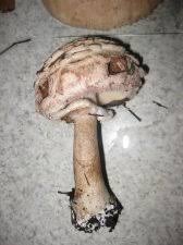 Attēlu rezultāti vaicājumam “Macrolepiota rhacodes var. bohemica”