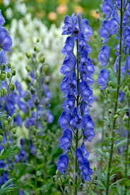 Image result for Aconitum napellus