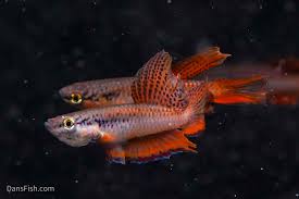 Image result for Aphyosemion