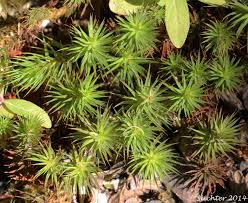 Attēlu rezultāti vaicājumam “Polytrichum juniperinum”