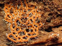 Attēlu rezultāti vaicājumam “Didymium serpula”