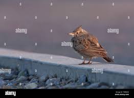 Attēlu rezultāti vaicājumam “Galerida cristata adult”