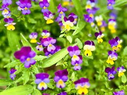 Attēlu rezultāti vaicājumam “Viola tricolor flower”