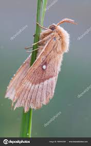 Attēlu rezultāti vaicājumam “Lasiocampa quercus”