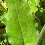 Attēlu rezultāti vaicājumam “Hieracium murorum leaf”