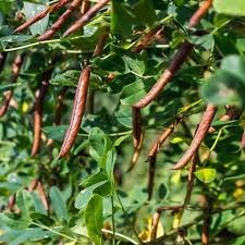 Attēlu rezultāti vaicājumam “Caragana arborescens”