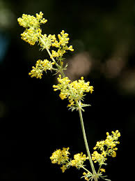 Attēlu rezultāti vaicājumam “Geocrypta galii”