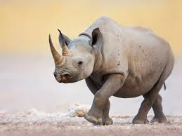 Image result for Rhyl Rhinos