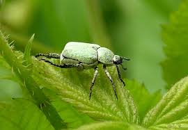 Attēlu rezultāti vaicājumam “Hoplia parvula”