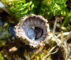 Attēlu rezultāti vaicājumam “Lindbladia tubulina spores”