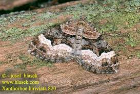 Attēlu rezultāti vaicājumam “Xanthorhoe biriviata”