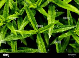 Attēlu rezultāti vaicājumam “Veronica spicata leaf”