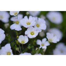 Attēlu rezultāti vaicājumam “Arenaria procera”