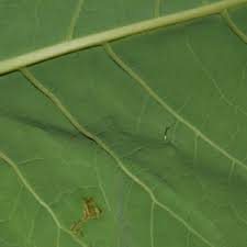 Attēlu rezultāti vaicājumam “Reynoutria sachalinensis leaf”