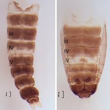 Attēlu rezultāti vaicājumam “Cricotopus male”
