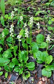 Attēlu rezultāti vaicājumam “Pyrola minor bud”