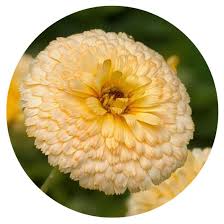 Image result for Calendula officinalis