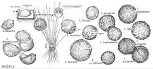 Attēlu rezultāti vaicājumam “Isoetes echinospora leaf”
