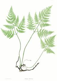 Attēlu rezultāti vaicājumam “Gymnocarpium robertianum”