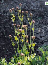 Attēlu rezultāti vaicājumam “Trifolium montanum fruit”
