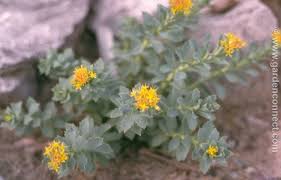 Attēlu rezultāti vaicājumam “Rhodiola rosea flower”