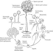 Attēlu rezultāti vaicājumam “Didymium sp.”