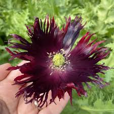 Image result for Papaver somniferum Black