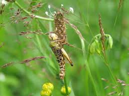 Attēlu rezultāti vaicājumam “Entomophaga grylli”