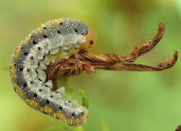 Attēlu rezultāti vaicājumam “Tenthredo scrophulariae larva”