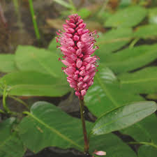 Attēlu rezultāti vaicājumam “Polygonum amphibium flower”
