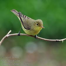 Attēlu rezultāti vaicājumam “Hippolais icterina adult”