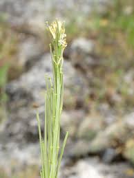 Attēlu rezultāti vaicājumam “Arabis glabra flower”