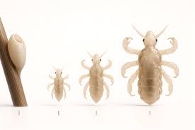 Attēlu rezultāti vaicājumam “Pediculus humanus capitis”