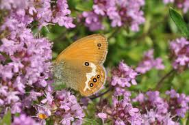 Attēlu rezultāti vaicājumam “Coenonympha arcania”