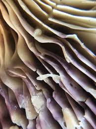 Attēlu rezultāti vaicājumam “Lactarius repraesentaneus”