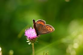 Attēlu rezultāti vaicājumam “Erebia ligea upperside”