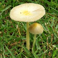 Attēlu rezultāti vaicājumam “Bolbitius vitellinus”