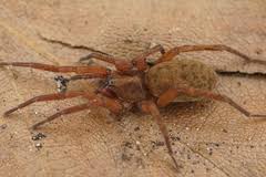 Attēlu rezultāti vaicājumam “Agroeca brunnea”