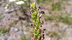 Attēlu rezultāti vaicājumam “Plantago major flower”