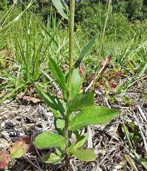 Attēlu rezultāti vaicājumam “Hieracium vulgatum”