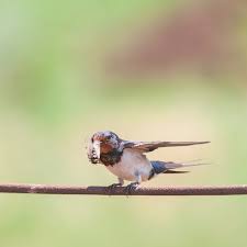 Attēlu rezultāti vaicājumam “Hirundo rustica adult”