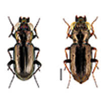 Attēlu rezultāti vaicājumam “Notiophilus germinyi”