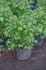 Attēlu rezultāti vaicājumam “Ribes alpinum leaf”