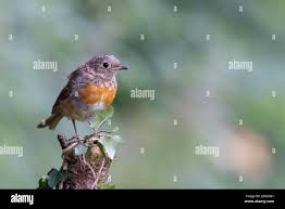 Attēlu rezultāti vaicājumam “Erithacus rubecula juvenile”