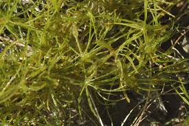 Attēlu rezultāti vaicājumam “Chara globularis”