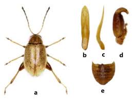 Attēlu rezultāti vaicājumam “Alticinae”