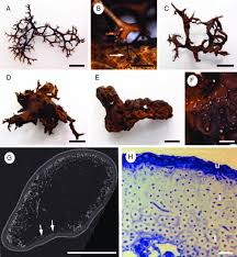 Attēlu rezultāti vaicājumam “Cetraria aculeata”